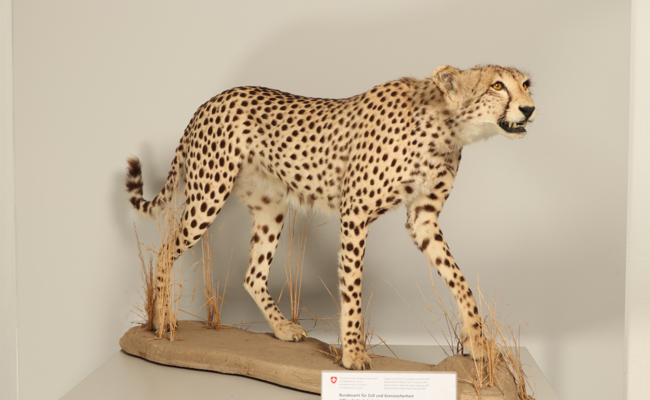 Grenzbeamte beschlagnahmen einen ausgestopften Gepard