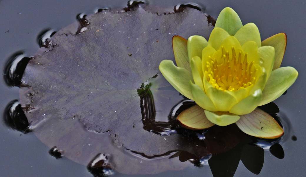 Jetzt den Gartenteich planen und im Frühling neues Leben entdecken