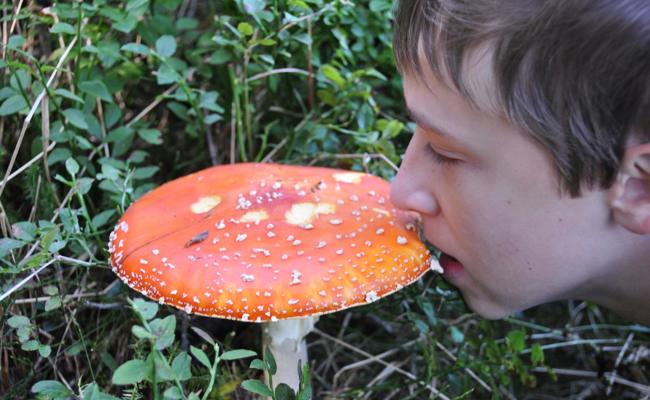 Pilze – nicht nur im Wald
