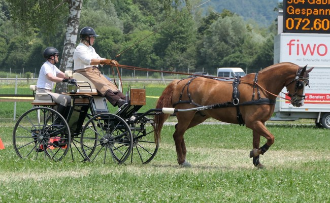 Gespannfahrverein Rheintal überzeugt mit gelungenem Fahrsporttag