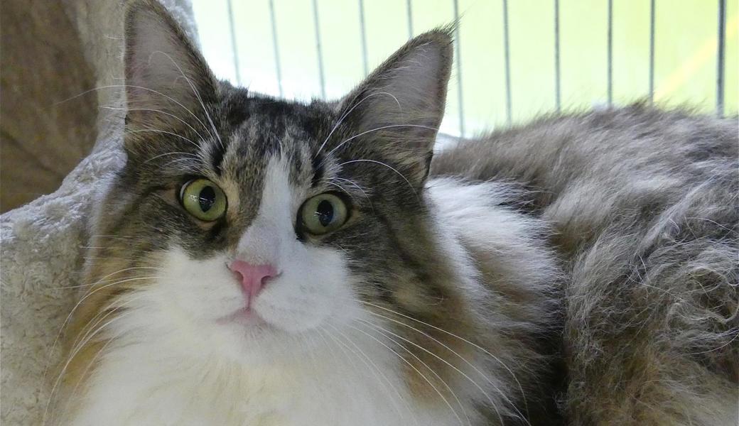 Wie kann man nur so süss dreinschauen wie diese Maine-Coon-Katze.