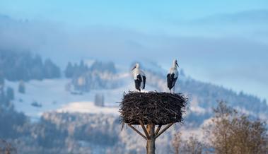 Wie viele Störche überwintern im Rheintal?