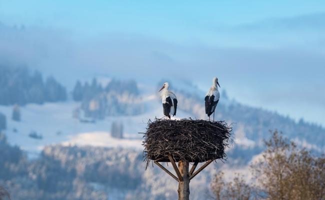 Wie viele Störche überwintern im Rheintal?