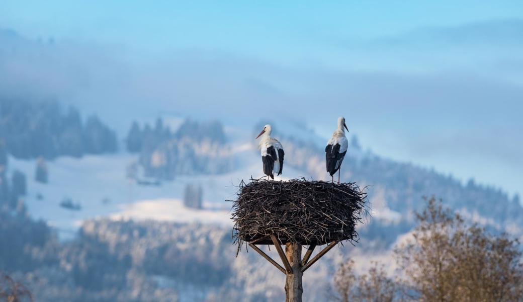 Dieses Weissstorchenpaar sichtete und fotografierte Robert Hangarnter am 3. Februar im Bannriet. 