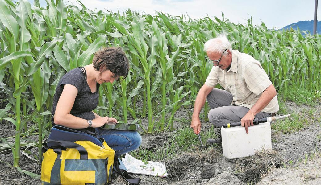 Anja Gramlich und Thomas Walter bei der Arbeit im Rheintaler Riet: Sie suchen Pflanzen und Käfer, um den Ist-Zustand von Flora und Fauna festzustellen. Danach wird das Projektteam Massnahmen zur Förderung der Biodiversität und der Produktivität vorschlagen.