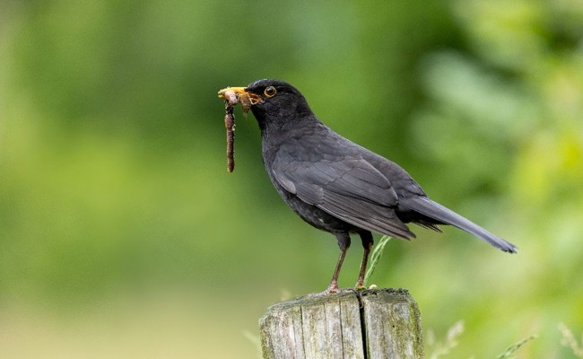 Zwischen Häusern und Hecken: Entdeckungstour zu Siedlungsvögeln im Rheintal