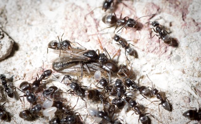 Bekämpfung der invasiven Ameisen soll im August starten
