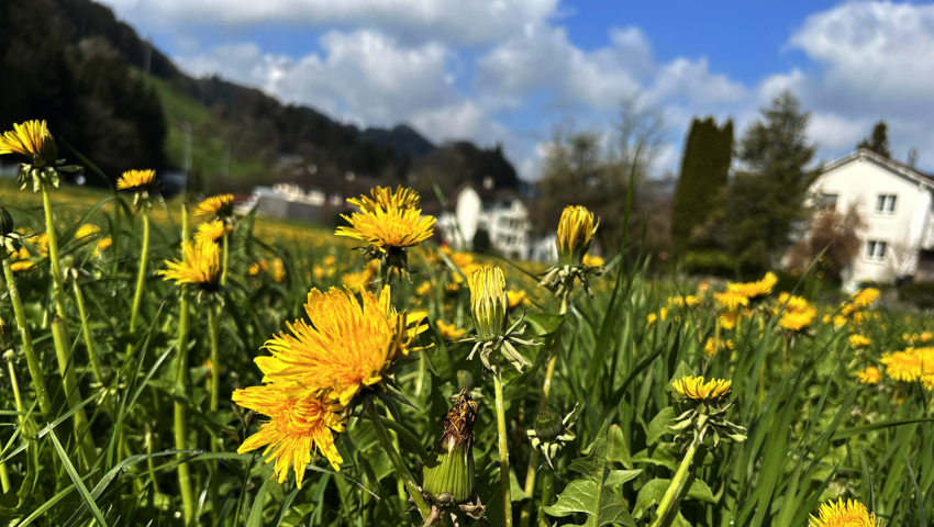 Eine Löwenzahnwiese in Heerbrugg Eine Löwenzahnwiese in Heerbrugg