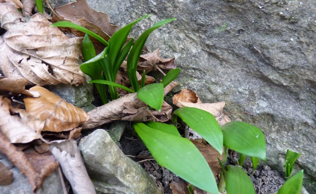 Bärlauch anbauen und Verwechslungen mit Giftpflanzen vermeiden