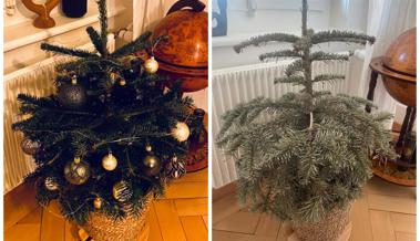 Seitenblick: Oh (nachhaltiger)  Tannenbaum