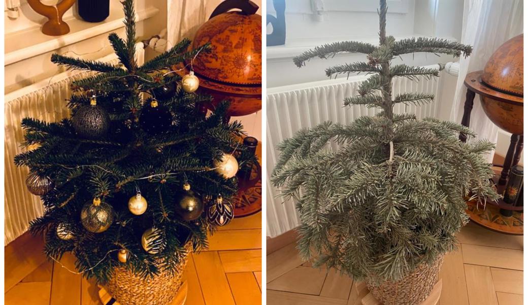 Das Bäumchen einst - und das Bäumchen am vergangenen Samstag. Das Bäumchen einst - und das Bäumchen am vergangenen Samstag.