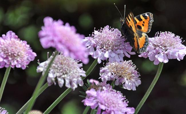 Wer hat in Rebstein den naturnahsten Garten?