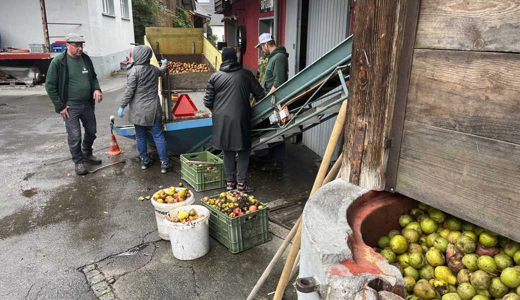 Hochbetrieb bei Marbachs Mosterei Kobelt: Wie immer werden viele Äpfel hergekarrt, aber auch die Menge der Birnen (im Vordergrund) befriedigt wieder. Sie dürfte das Fünf- bis Zehnfache der letztjährigen Birnenernte betragen.  Hochbetrieb bei Marbachs Mosterei Kobelt: Wie immer werden viele Äpfel hergekarrt, aber auch die Menge der Birnen (im Vordergrund) befriedigt wieder. Sie dürfte das Fünf- bis Zehnfache der letztjährigen Birnenernte betragen.