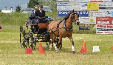 Paso-Fino-Show als Attraktion beim Pferdezuchtverein Rheintal