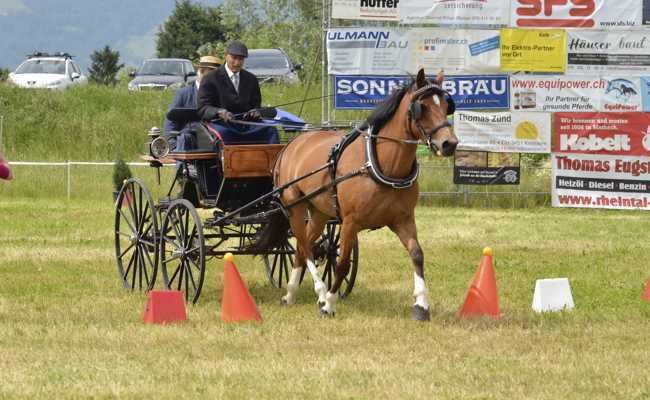 Paso-Fino-Show als Attraktion beim Pferdezuchtverein Rheintal