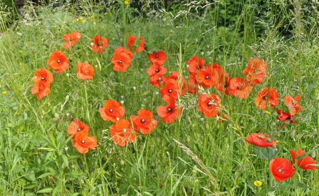 Schlafmohn im Garten: Zwischen Zierde, Giftpflanze und Küchenzutat