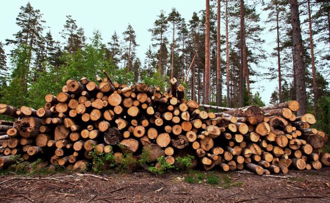 Verunfallter Forstwart ist gestorben