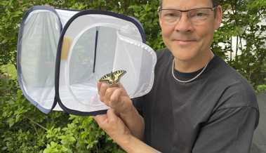 Der «Raupen-Bauer» erklärt: Schmetterlinge aufziehen leicht gemacht Der «Raupen-Bauer» erklärt: Schmetterlinge aufziehen leicht gemacht