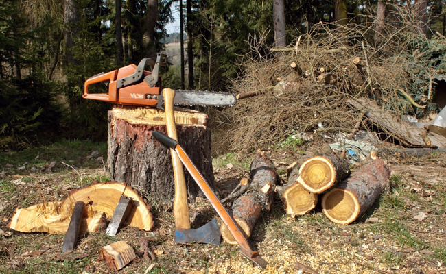 Schutzwald im Schlifitobel wird gepflegt und vor Rutschungen gesichert
