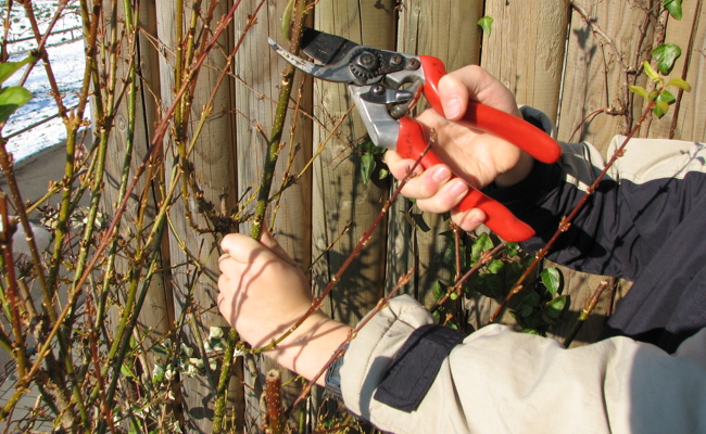Mit Schere, Kompost und Nistkästen fit in die Gartensaison starten
