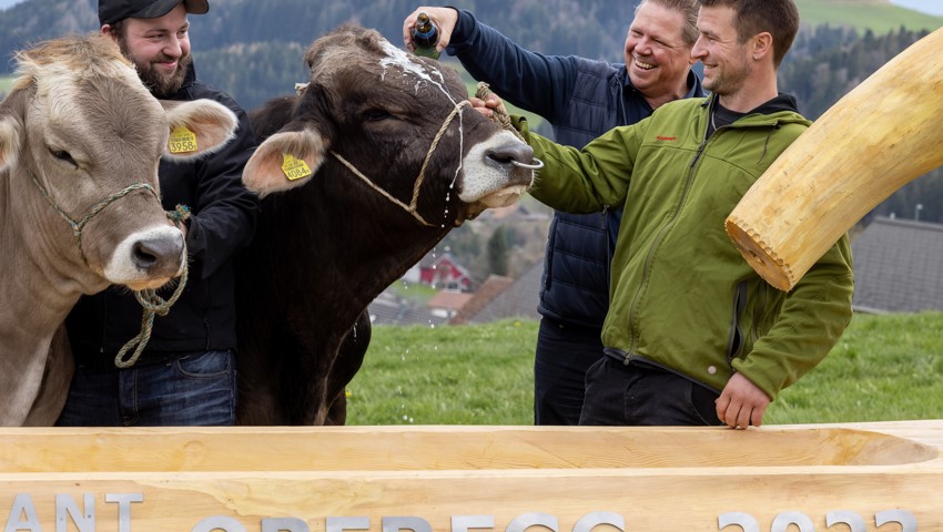 Mit einer Bierdusche von OK-Präsident Stefan Mainberger wird der Stier Jonny getauft. Mit einer Bierdusche von OK-Präsident Stefan Mainberger wird der Stier Jonny getauft.