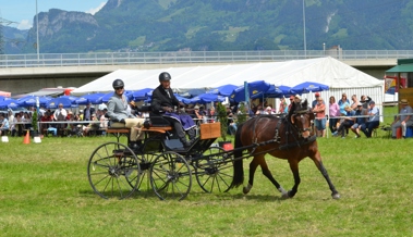 Traditionelle Pferdesporttage im Rheinvorland mit Gymkhana, Springen und Fahren