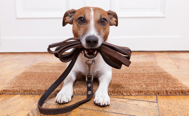 Leinenzwang für Hunde im Naturschutzgebiet