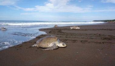Bloss nicht nach Costa Rica! Weshalb das Ferienziel gut gewählt sein will …