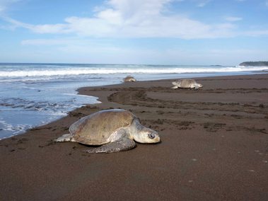 Bloss nicht nach Costa Rica! Weshalb das Ferienziel gut gewählt sein will …
