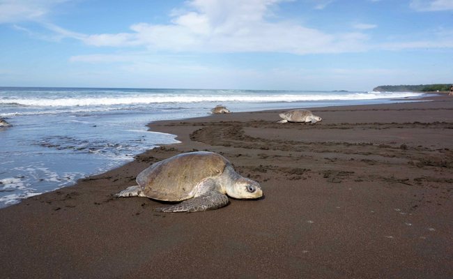 Bloss nicht nach Costa Rica! Weshalb das Ferienziel gut gewählt sein will …