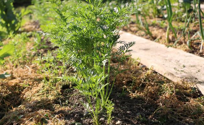 Garten: Langsamer als das Unkraut