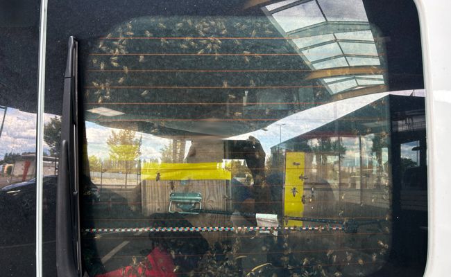 Zoll stoppt Lieferwagen mit 40 Bienenvölkern in Tägerwilen