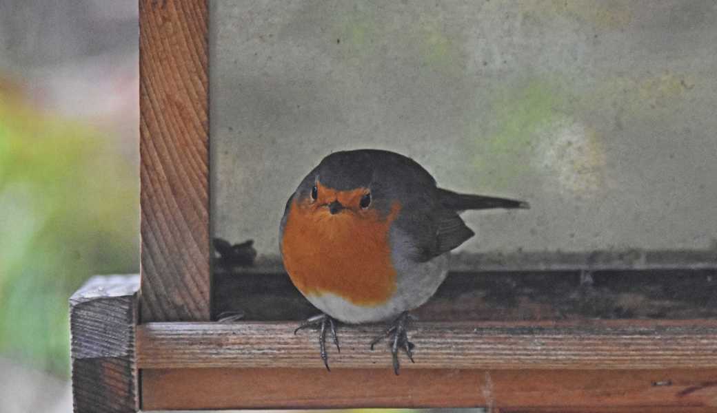 «Danke für die milde Gabe», scheint hier das Rotkehlchen zu sagen.  «Danke für die milde Gabe», scheint hier das Rotkehlchen zu sagen.