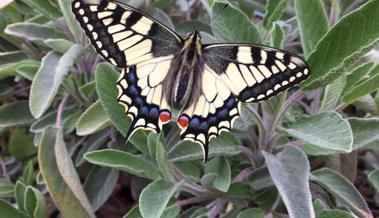 Mama Papillon