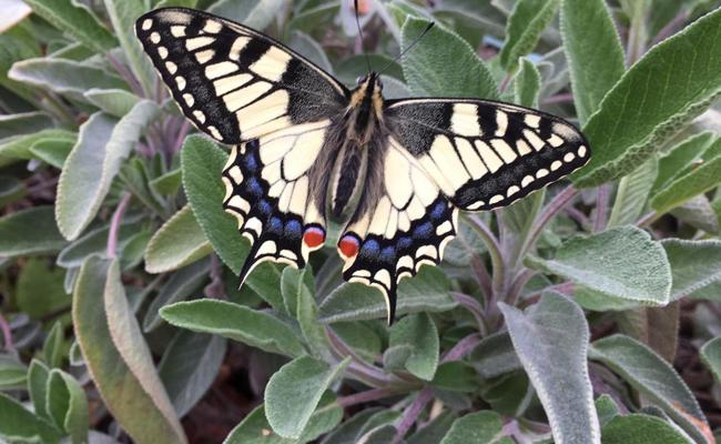 Mama Papillon