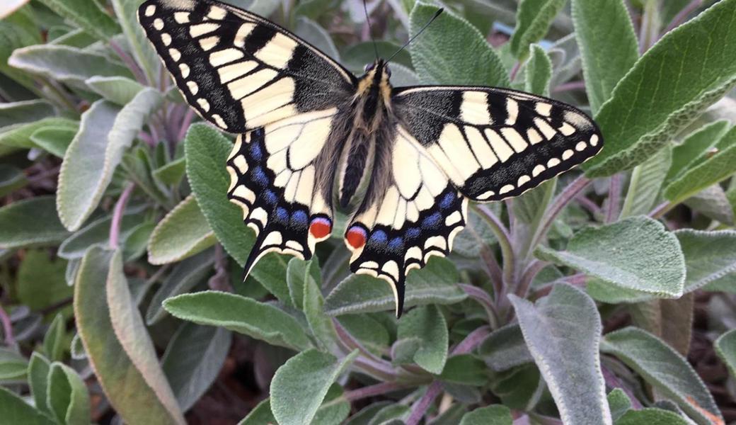 Der Schwalbenschwanz gilt als schönster einheimischer Schmetterling. Er mag Dill, Rüebli, Fenchel und speziell auch die Weinraute. Hier sitzt er allerdings auf Salbei.