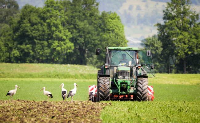 Klimawandel verändert Storchenbestand: Wieso im Rheintal so viele Vögel zu beobachten sind