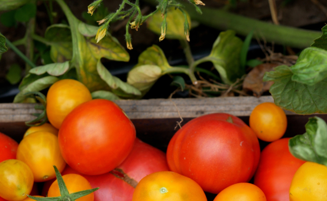 Pünktlich auf Weihnachten: Herrlich rote Tomaten