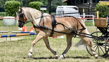 Trotz Hitze war es ein toller Nachmittag auf der Reitanlage