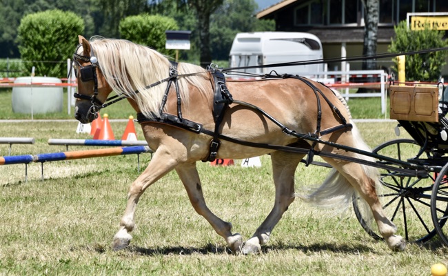 Trotz Hitze war es ein toller Nachmittag auf der Reitanlage