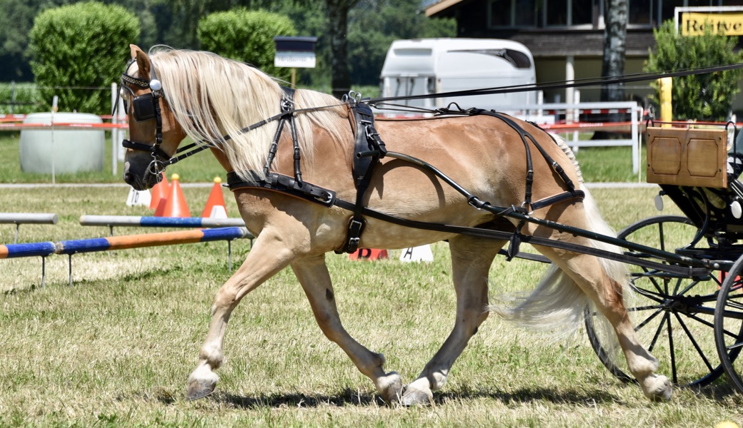 Trotz Hitze war es ein toller Nachmittag auf der Reitanlage