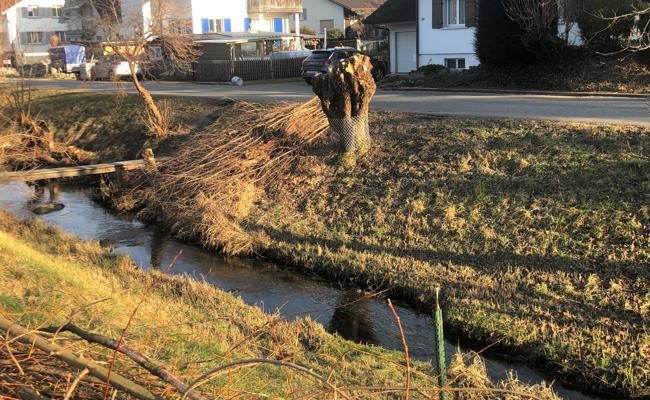 Den Biber in die Schranken weisen