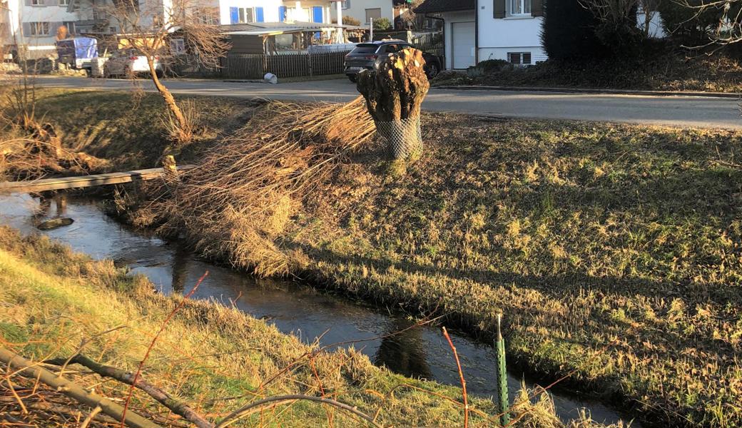 Punktuell, wie hier am Sickerli in Widnau, werden vor allem ökologisch wertvolle Bäume vor dem Biberfrass geschützt.