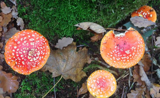 Garten: Symbiose in der Unterwelt