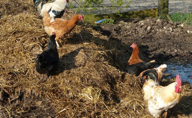 Garten: Mist im Herbst ist Mist
