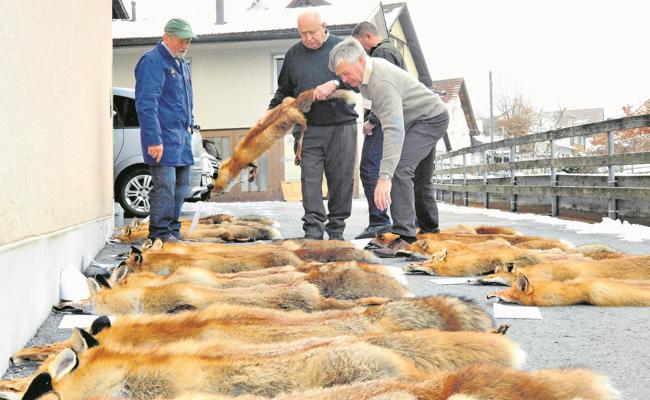 Nur noch einen Fünfliber pro Fuchs