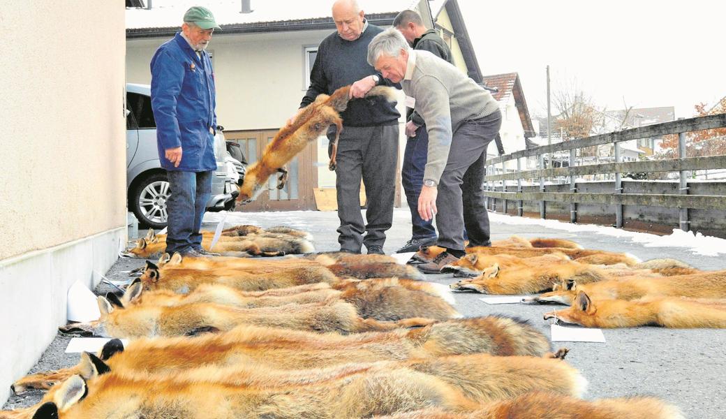 Fellhändler Siegfried Noser, Alt-Wildhüter Erwin Bandel und OK-Präsident und Jagdobmann Fredi Büchel begutachten die zur Prämierung eingereichten Füchse.