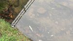 Rätselhaftes Fischsterben in der Ländernach: Rund 100 tote Fische eingesammelt