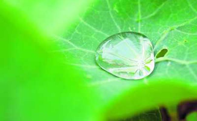 Garten: Wer giesst, kann auch gärtnern