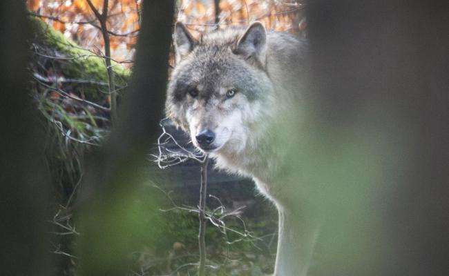 SMS warnt vor dem Wolf
